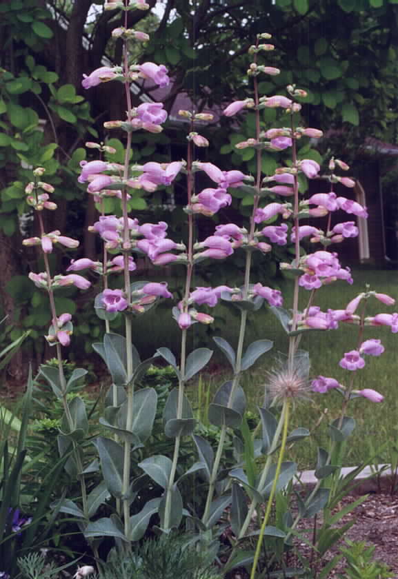 Penstemon Grandiflorus - Alchetron, The Free Social Encyclopedia